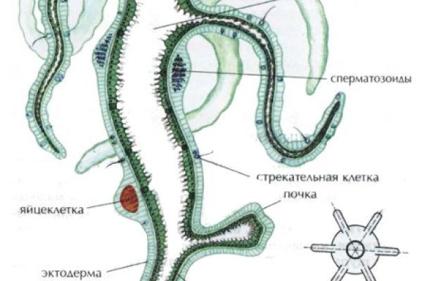 Кракен даркент