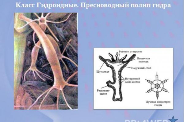 Kraken площадка