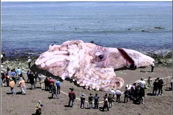 Kraken россия