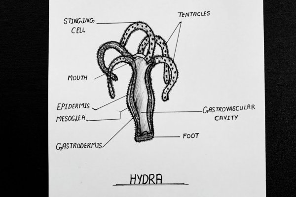 Kraken настоящая ссылка